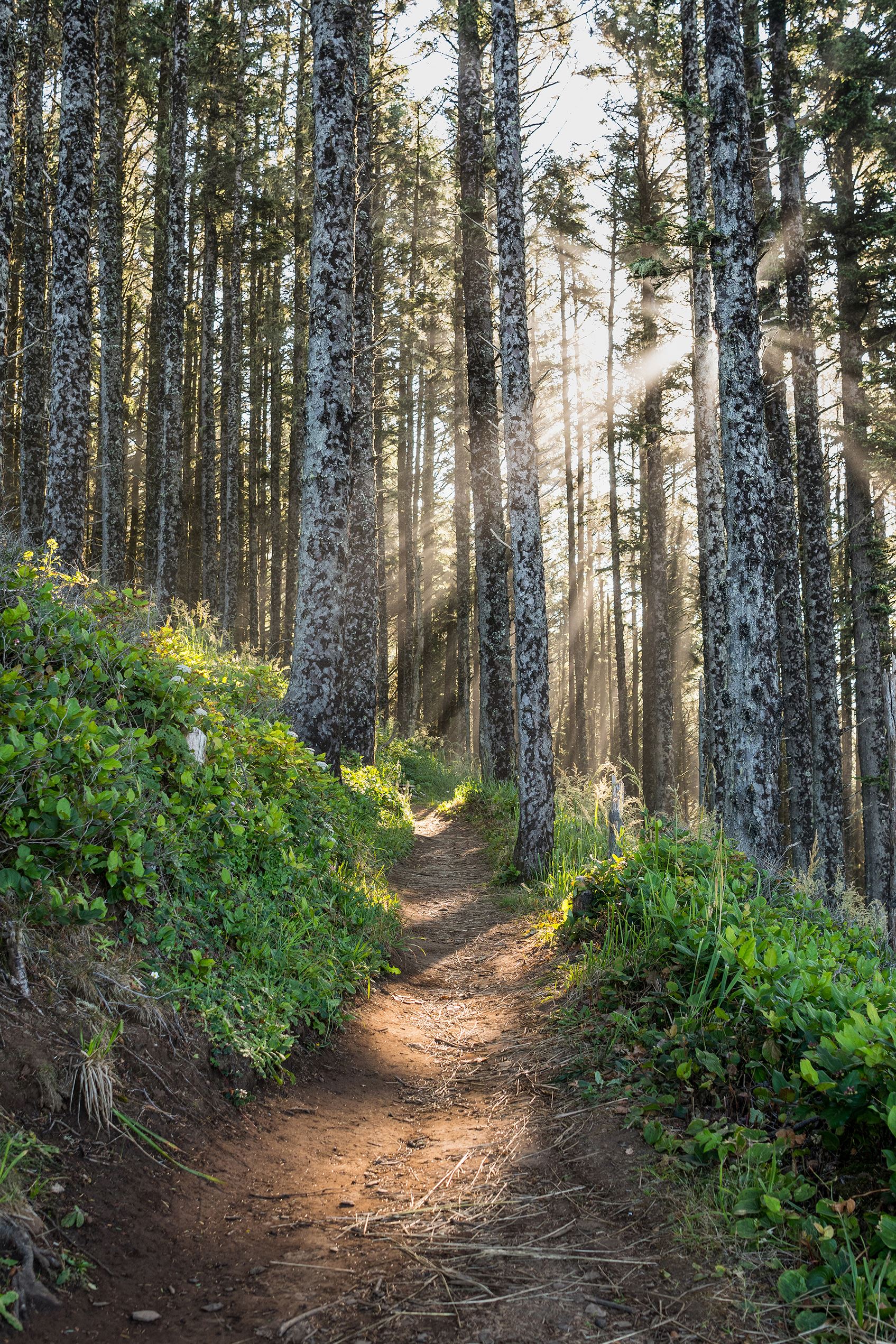 Hiking trail surrounded by trees